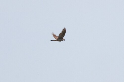Eurasian Goshawk