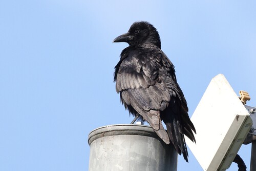 Eastern Carrion Crow
