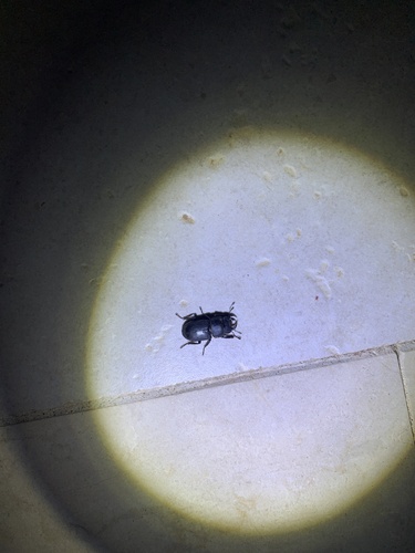Lesser Stag Beetle