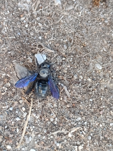 Xylocopa