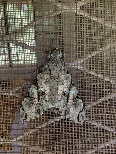 Morgan's Sphinx
