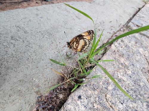 Bordered Patch