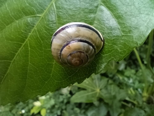 Brown-lipped Snail