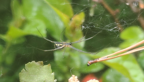 Filmy Dome Spider