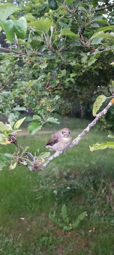 Eurasian Blackcap
