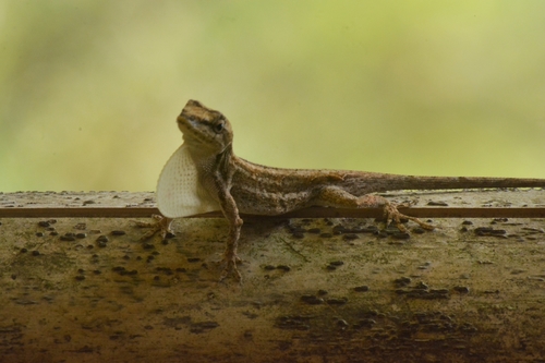 White Anole