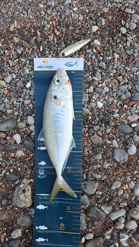 Spotfin Scad