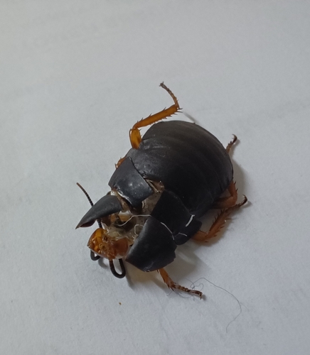 Red-headed Cockroach