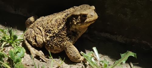 European Toad