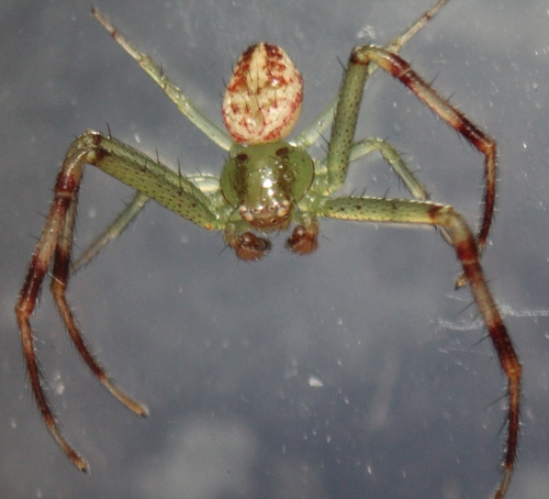 Northern Crab Spider