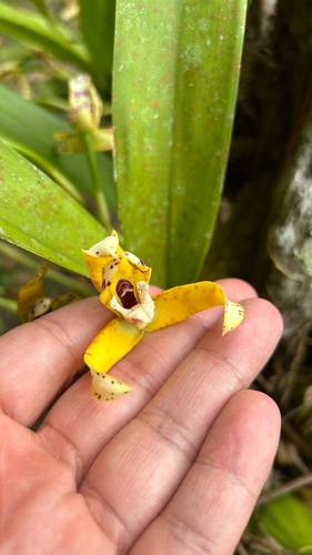 Maxillaria picta