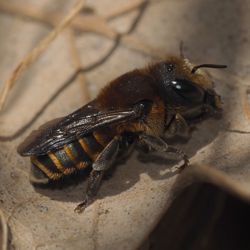 Osmia dives