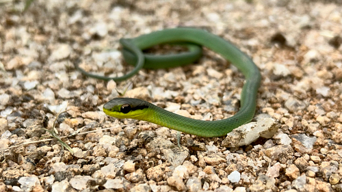 Lichtenstein's Green Racer
