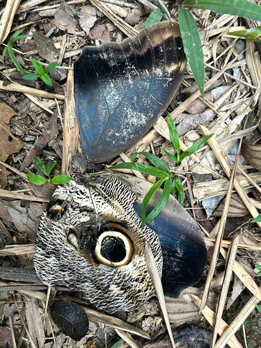 Dark Owl-Butterfly