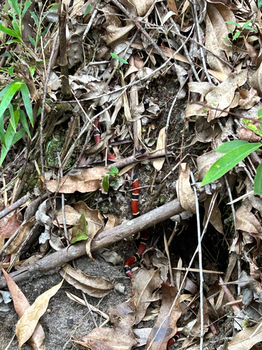 Painted Coralsnake