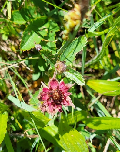 marsh cinquefoil