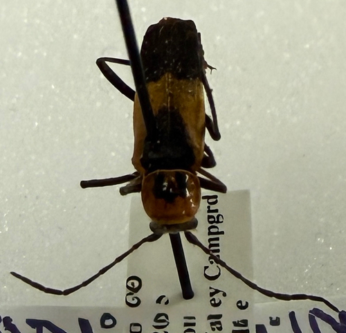 Colorado Soldier Beetle