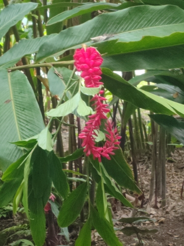Red Ginger