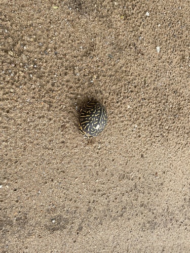 Ornate Box Turtle