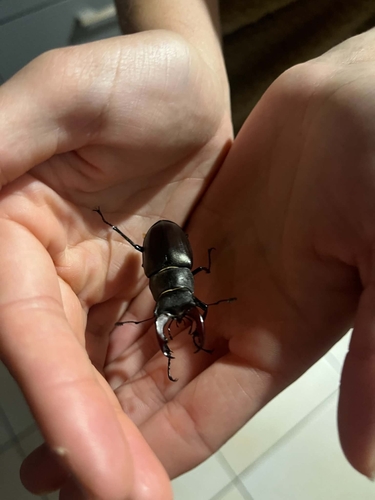 European Stag Beetle