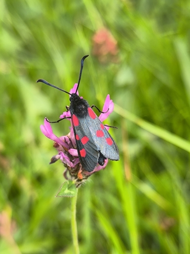 Five-spot Burnet