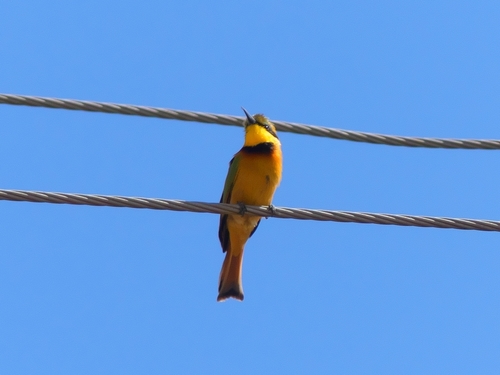Little Bee-eater