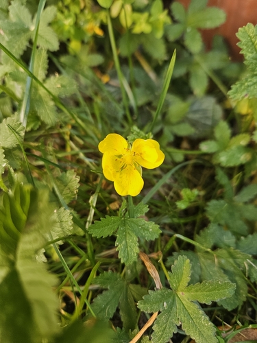 Creeping cinquefoil