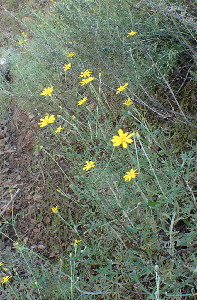 Jepson's woolly sunflower in April 2020 by Henry Fabian · iNaturalist