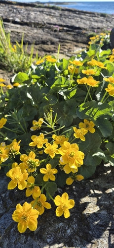 marsh marigold