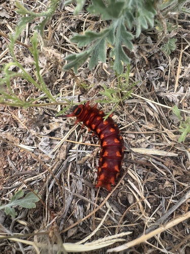 Pipevine Swallowtail