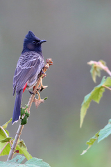 Red-Vented Bulbul