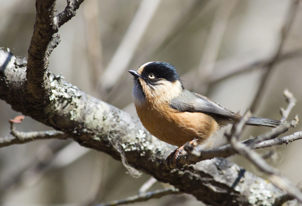 Black-browed Tit (Aegithalos iouschistos)