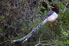 Red-billed Blue-Magpie - Photo (c) Carlos N. G. Bocos, all rights reserved, uploaded by Carlos N. G. Bocos