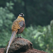 Reeves's Pheasant - Photo (c) Carlos N. G. Bocos, all rights reserved, uploaded by Carlos N. G. Bocos