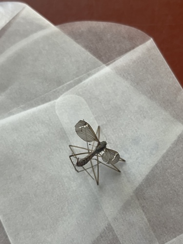 iNaturalist observation photo of Common Crane Flies
