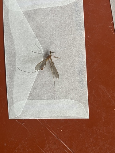 iNaturalist observation photo of Crane Flies