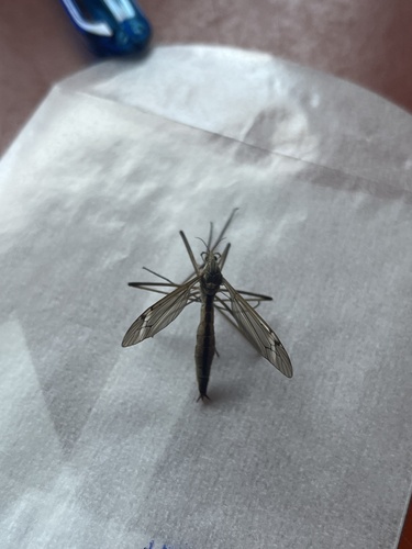 iNaturalist observation photo of Large Crane Flies