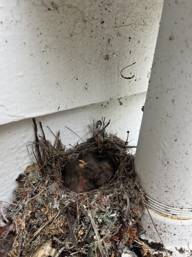 iNaturalist observation photo of Western Flycatcher