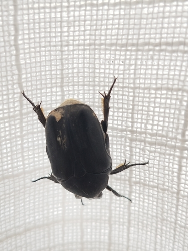 Protaetia opaca