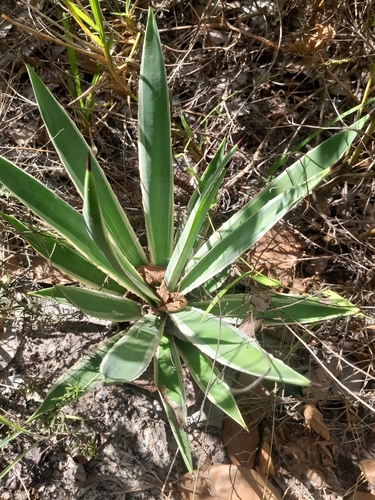 Caribbean Agave