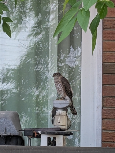 Sharp-shinned Hawk observed by ariana_melgar