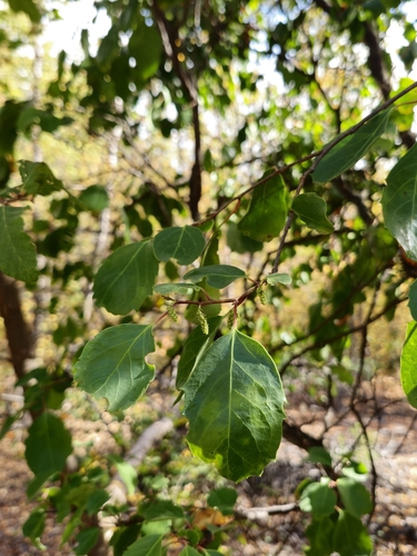 Azara petiolaris