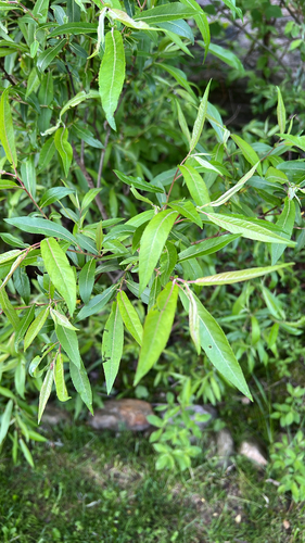 heart-leaved willow