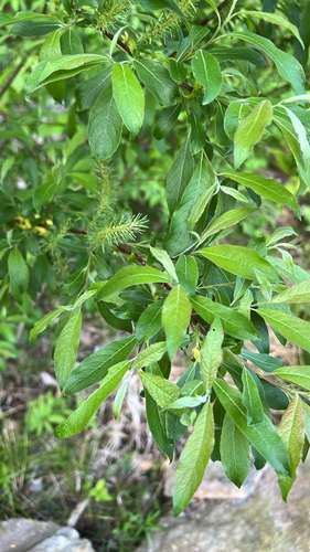 bebb's willow
