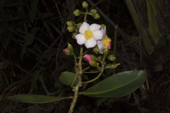 Bonnetia paniculata image
