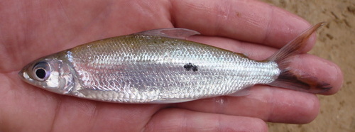 Hemiodus unimaculatus
