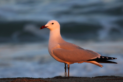 Audouin's Gull