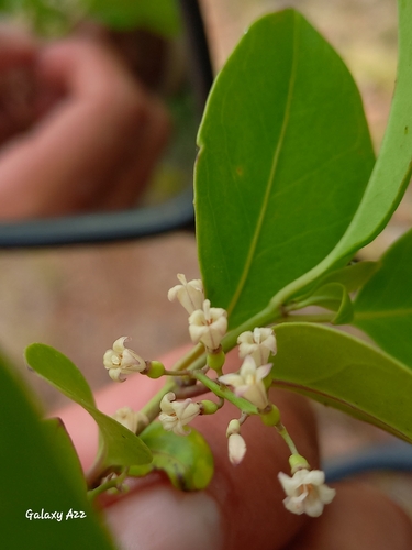 West Indian milkberry