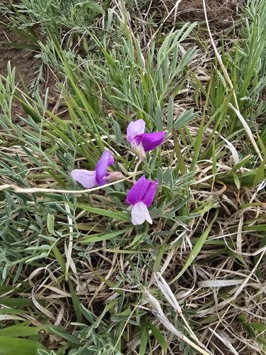 Manystem Pea
