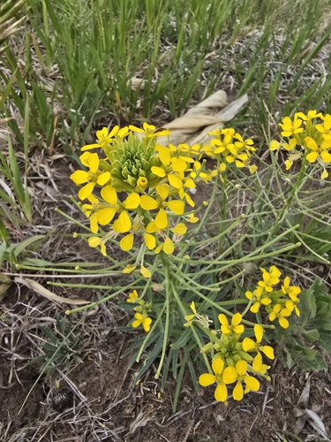 Prairie-rocket Wallflower